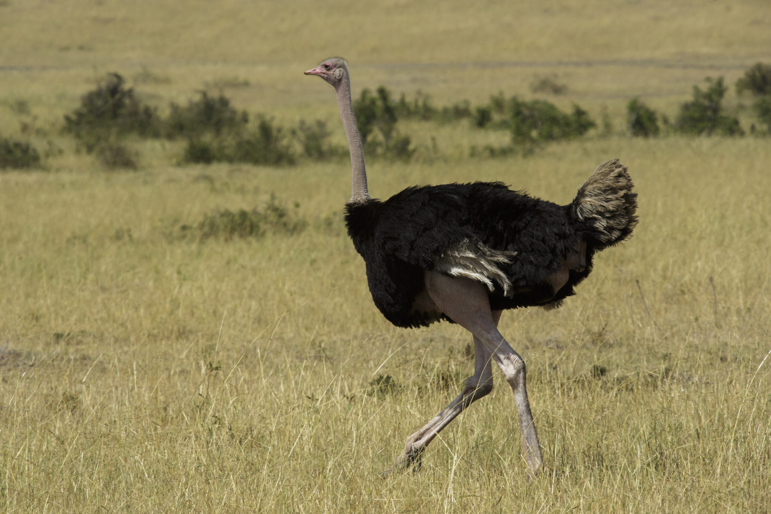 Common ostrich, East Africa