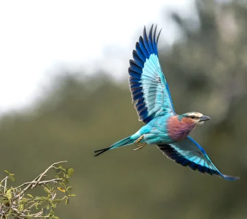 Nocturnal Birding in East Africa