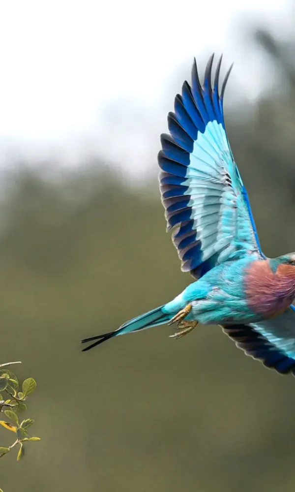 Nocturnal Birding in East Africa