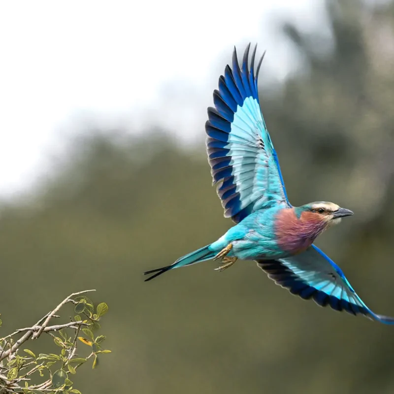 Nocturnal Birding in East Africa Nocturnal Birding in East Africa