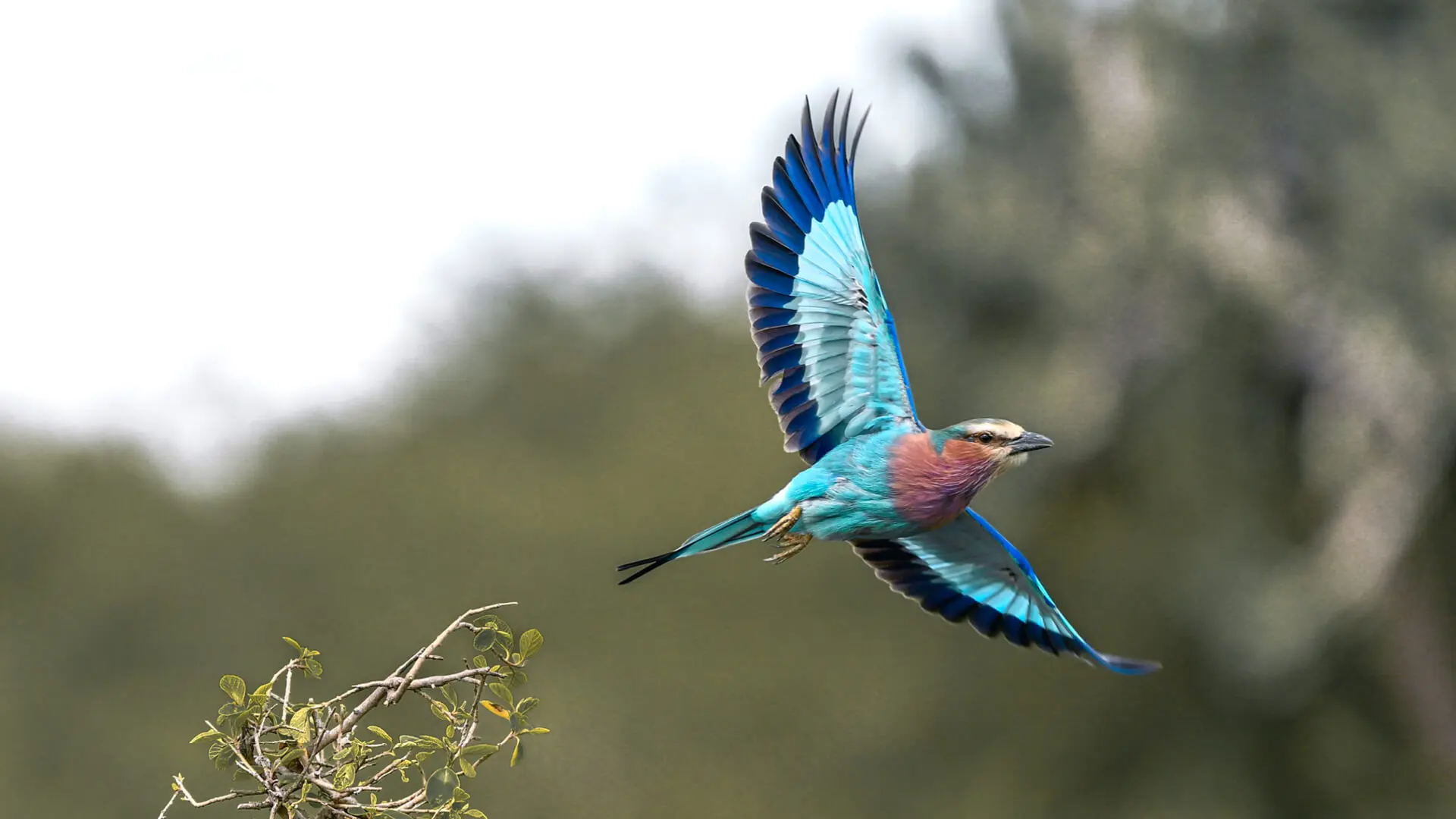 Nocturnal Birding in East Africa