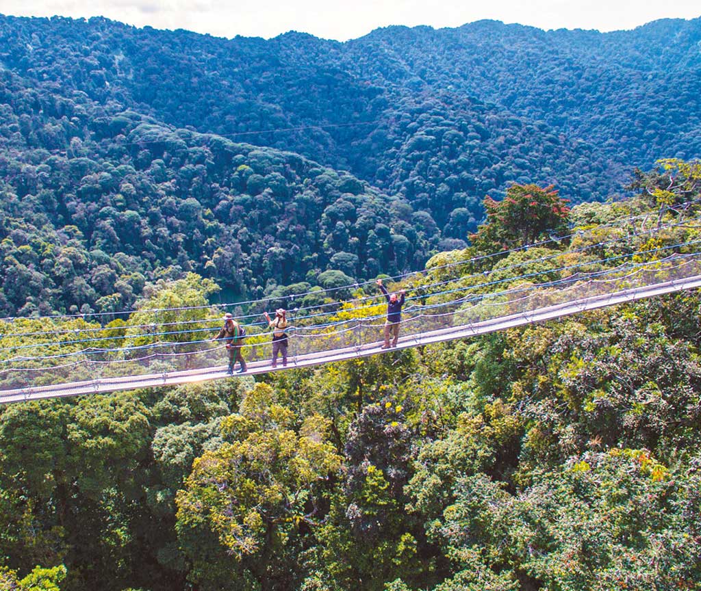 Rwanda canopy walkway with birdwatching views across Nyungwe Forest treetops and mountains