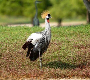 Off the Beaten Path Birding Itinerary Across East Africa