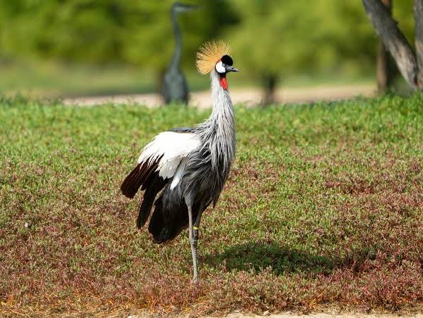 Off the Beaten Path Birding Itinerary Across East Africa