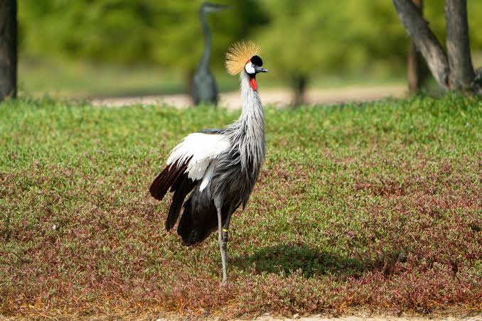 Off the Beaten Path Birding Itinerary Across East Africa