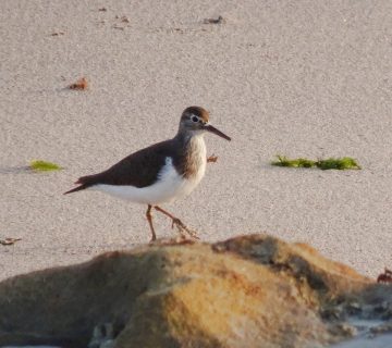 Palearctic Migrants in East Africa