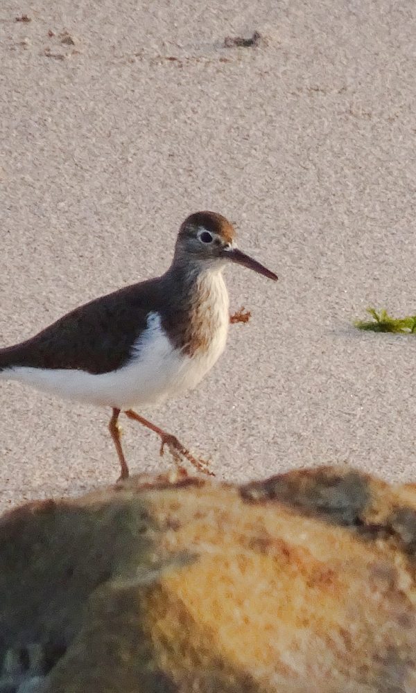 Palearctic Migrants in East Africa