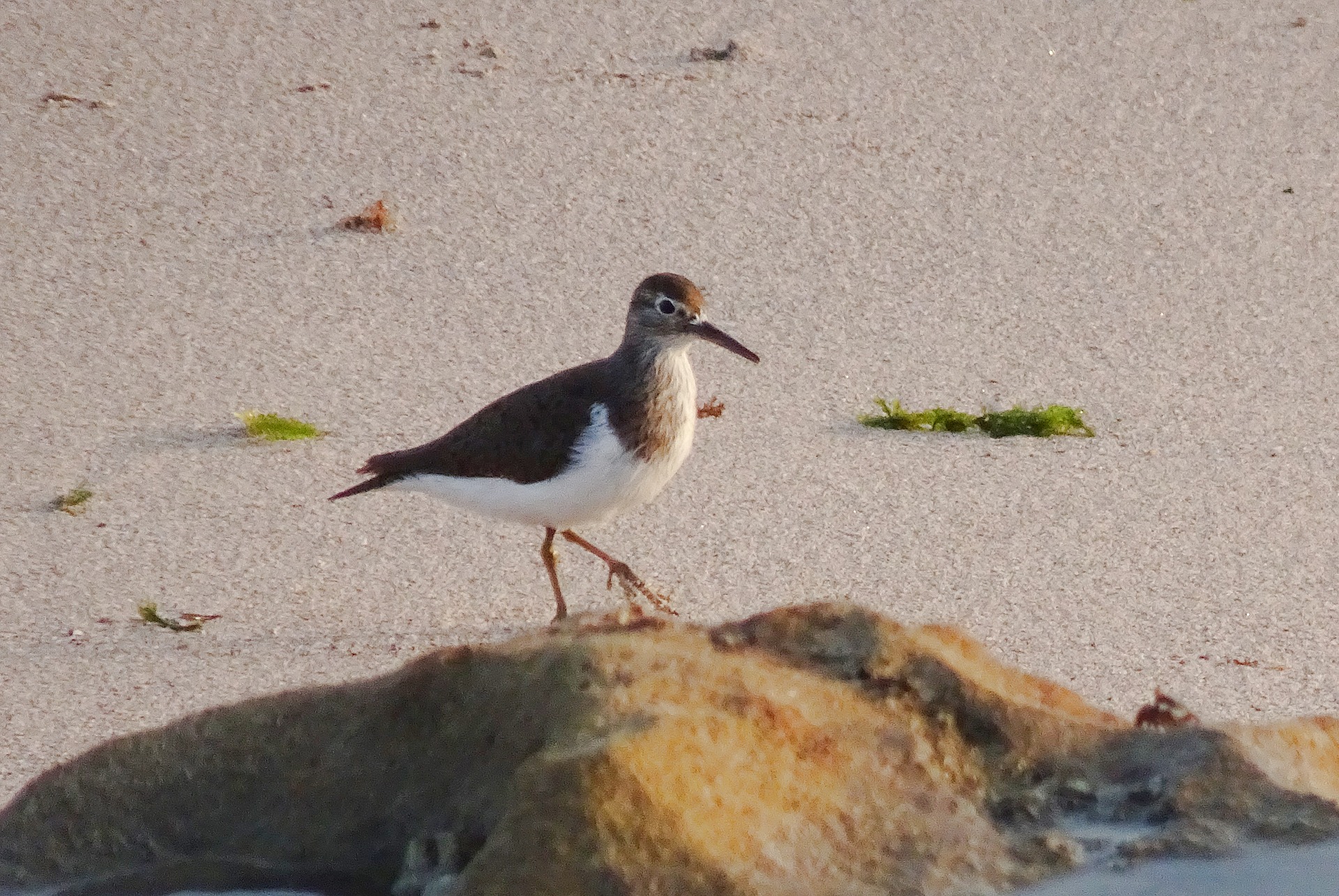 Palearctic Migrants in East Africa