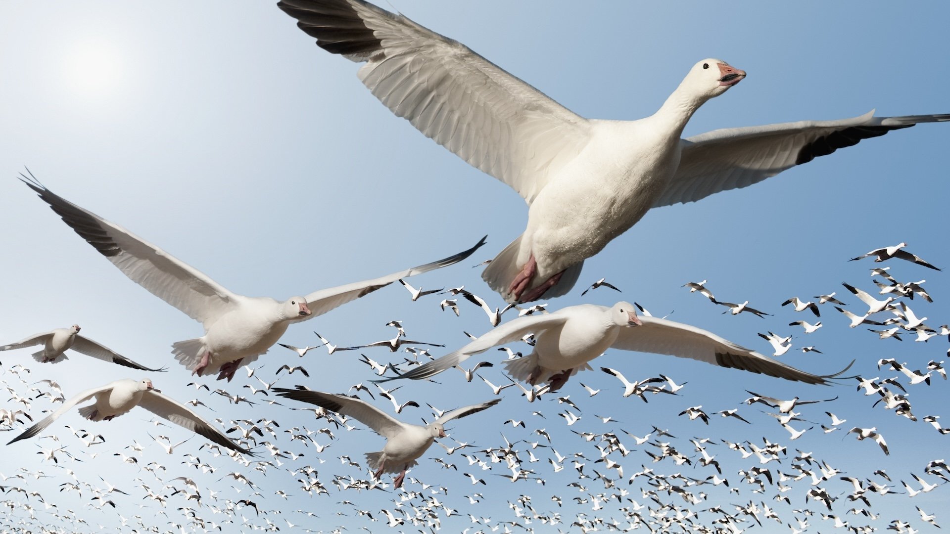 Palearctic Migrants in East Africa