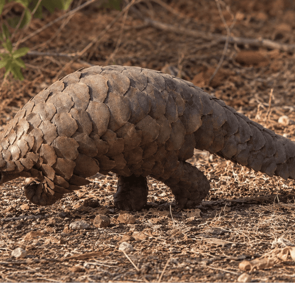Uganda's Answer to “The World's Weirdest Animals”