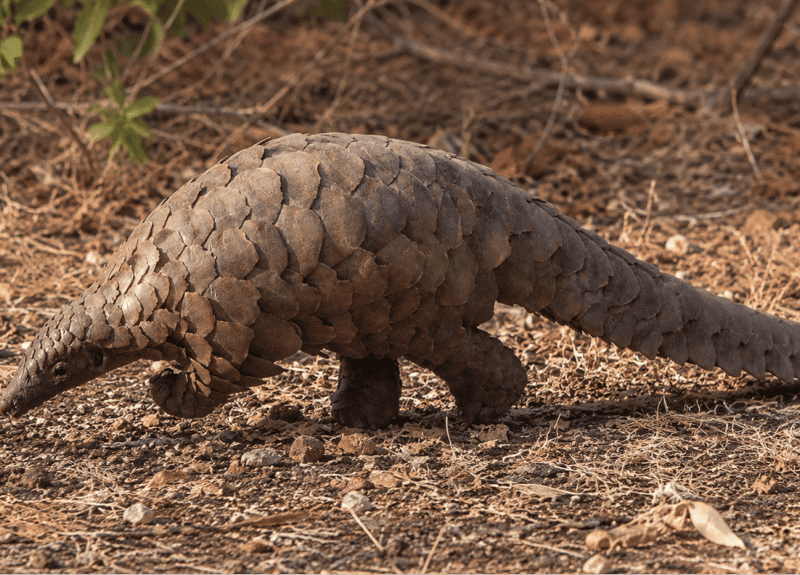 Pangolin-walking Uganda's Answer to “The World's Weirdest Animals”