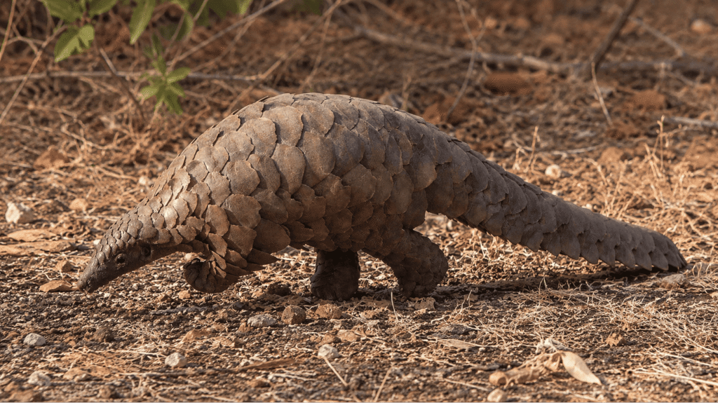 Uganda's Answer to “The World's Weirdest Animals”