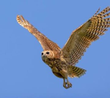 Pels Fishing Owl: The Holy Grail of Night Birding