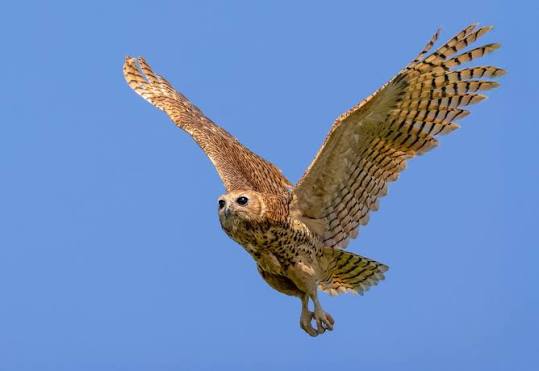 Pels Fishing Owl: The Holy Grail of Night Birding