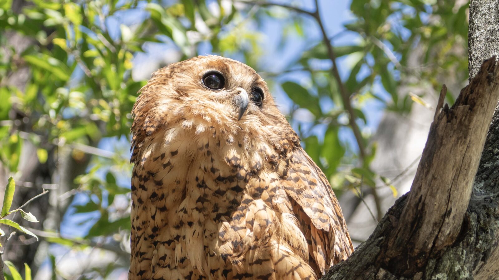 Pel's Fishing Owl perched beside a river during a quiet African night.