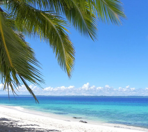 Pemba Island birding amid lush forests, coastal wetlands, and tropical Tanzania landscapes 