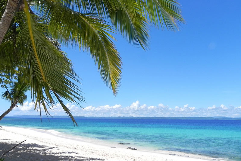 Pemba Island birding amid lush forests, coastal wetlands, and tropical Tanzania landscapes.