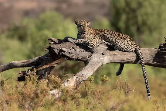Photography Tips for Capturing Canopy Walks in Samburu National Reserve with scenic views and wildlife.