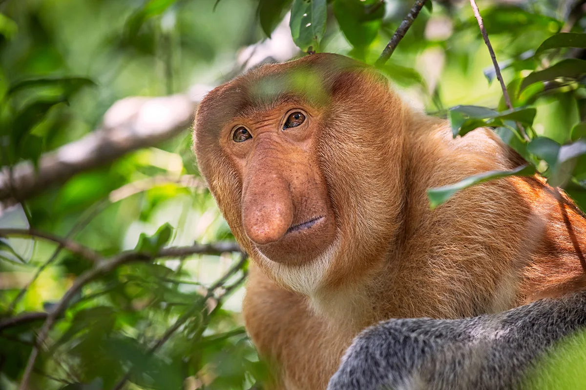 Proboscis monkey resting on tree branch displaying its distinctive long nose prominently