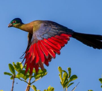 Birding Kigali: Urban Birdwatching in Rwanda's Capital