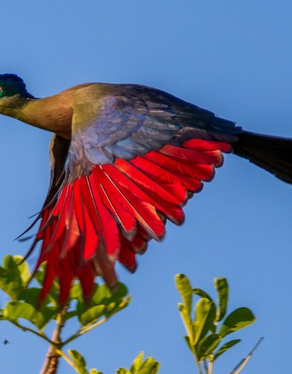 Birding Kigali: Urban Birdwatching in Rwanda's Capital