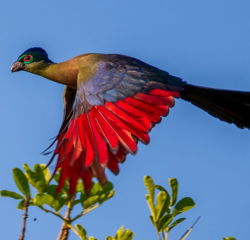 Birding Kigali: Urban Birdwatching in Rwanda's Capital