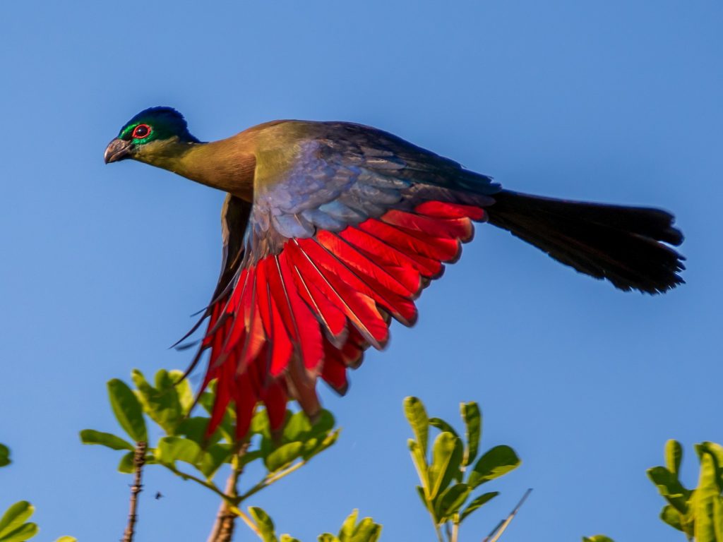 Birding Kigali: Urban Birdwatching in Rwanda's Capital