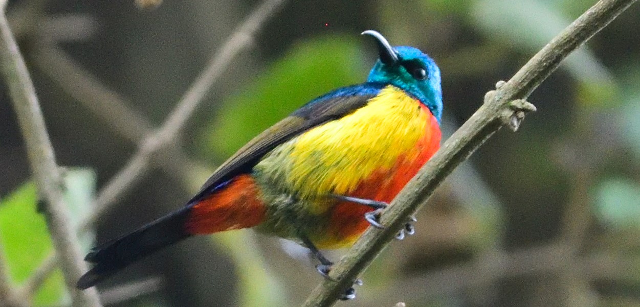 Regal Sunbird perched among flowering branches in Rwanda’s lush montane forest.