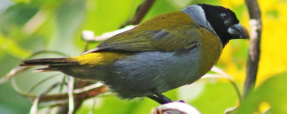 Rewilding Rwanda How Akageras Comeback Benefits Birds Rewilding Rwanda: How Akageras Comeback Benefits Birds