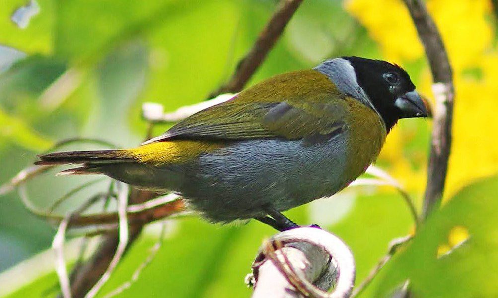 Rewilding Rwanda How Akageras Comeback Benefits Birds Rewilding Rwanda: How Akageras Comeback Benefits Birds