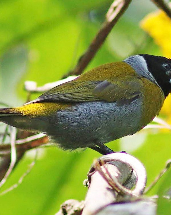Rewilding Rwanda: How Akageras Comeback Benefits Birds