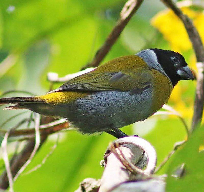 Rewilding Rwanda How Akageras Comeback Benefits Birds Rewilding Rwanda: How Akageras Comeback Benefits Birds