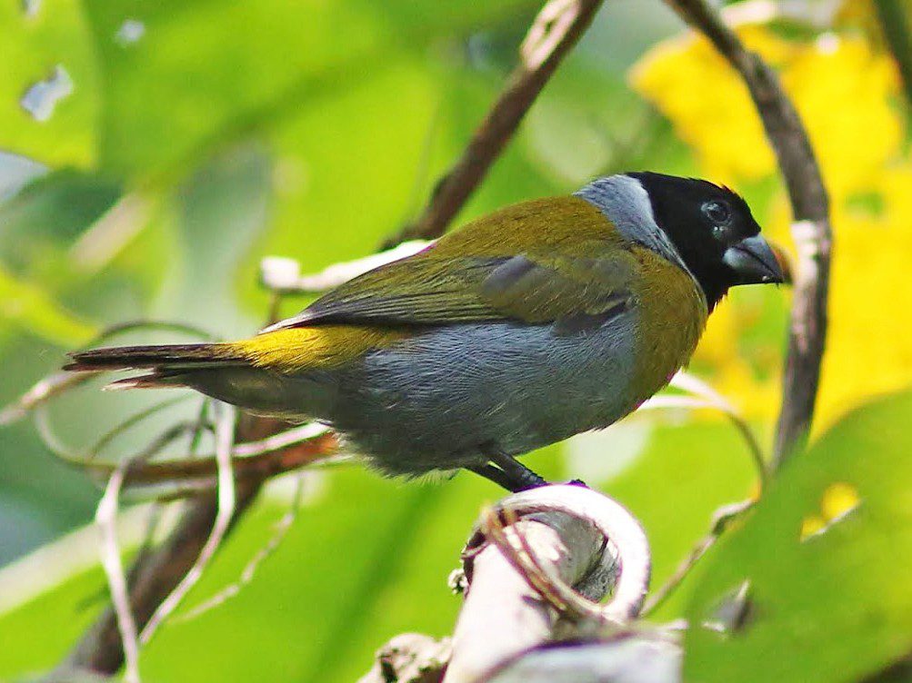 Rewilding Rwanda: How Akageras Comeback Benefits Birds
