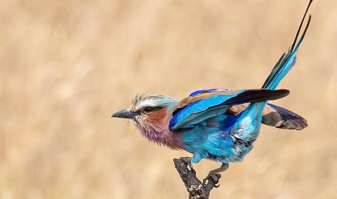 Rewilding Rwanda How Akageras Comeback Benefits Birds(2) Rewilding Rwanda: How Akagera’s Comeback Benefits Birds and Restores Wildlife Habitats