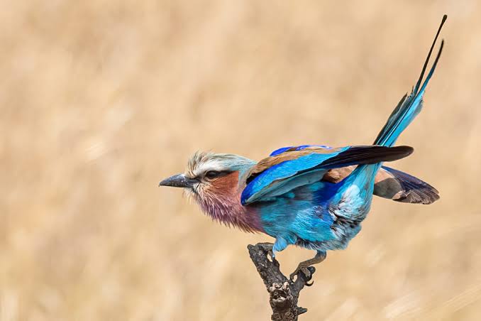 Rewilding Rwanda How Akageras Comeback Benefits Birds(2) Rewilding Rwanda: How Akagera’s Comeback Benefits Birds and Restores Wildlife Habitats
