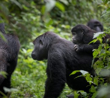 Rwanda in 4 Days: A Birding and Primate Combo Itinerary