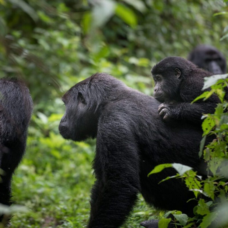 Rwanda in 4 Days A Birding and Primate Combo Itinerary Rwanda in 4 Days: A Birding and Primate Combo Itinerary
