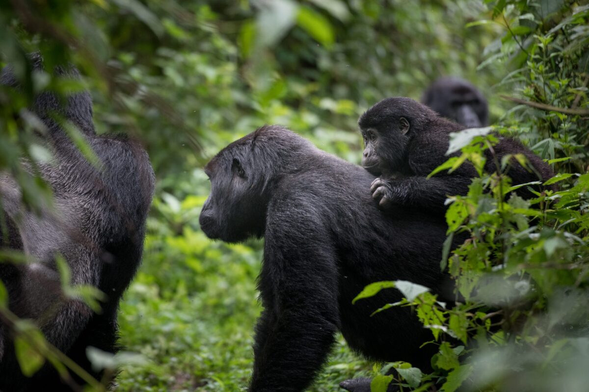 Rwanda in 4 Days: A Birding and Primate Combo Itinerary