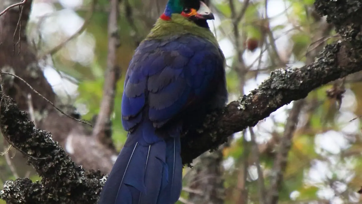 Rwenzori Mountains turaco perched among lush green forest branches during birding trek
