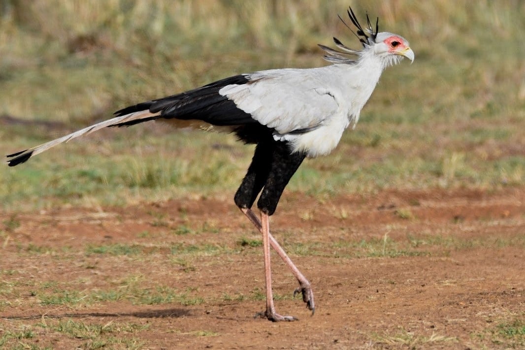 Secretary bird walking through Uganda grasslands beneath clear skies during early morning wildlife safari adventure.