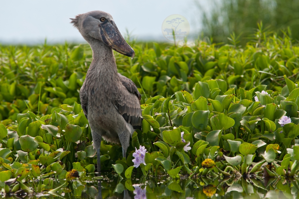 Shoebill stork standing motionless in Uganda wetland surrounded by lush papyrus reeds gracefully