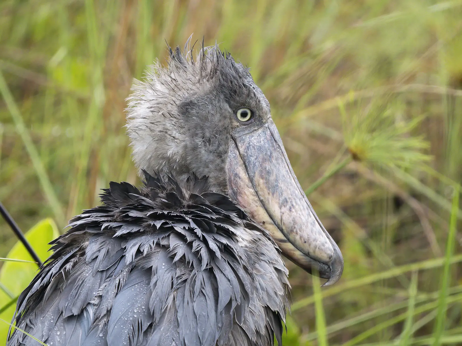 Shoebill standing motionless in Uganda wetland with dramatic sunrise reflecting across calm waters.