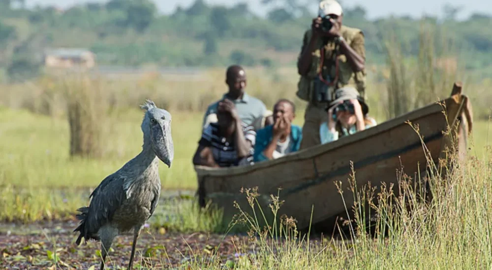 Shoebill standing among papyrus reeds during peaceful early morning swamp birdwatching excursion in Uganda.