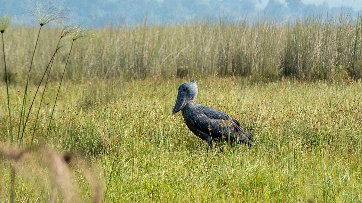 Shoebill standing beside wetlands before unforgettable Uganda gorilla trekking adventure begins peacefully today.