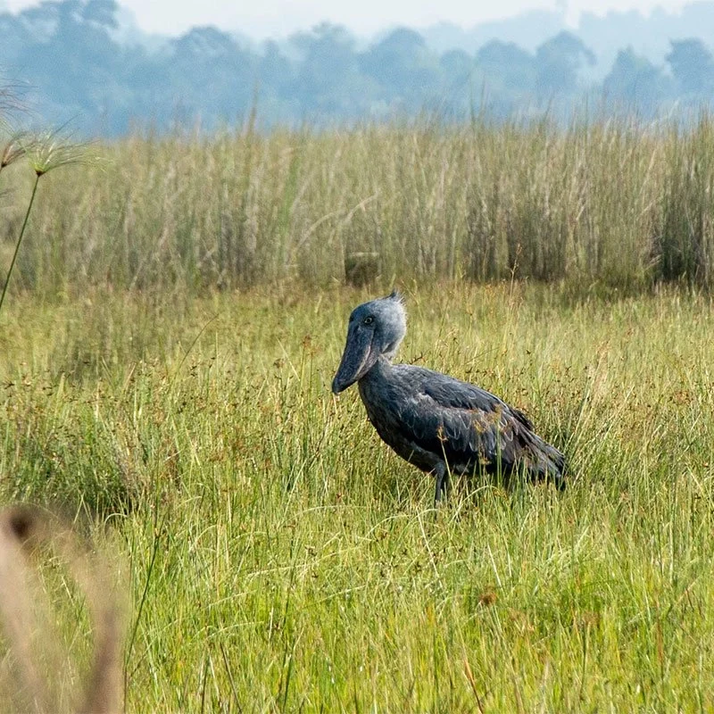 Shoebill-Uganda-wildlife-safaris What Sets Ugandan Shoebill Tours Apart From East Africa's Rest