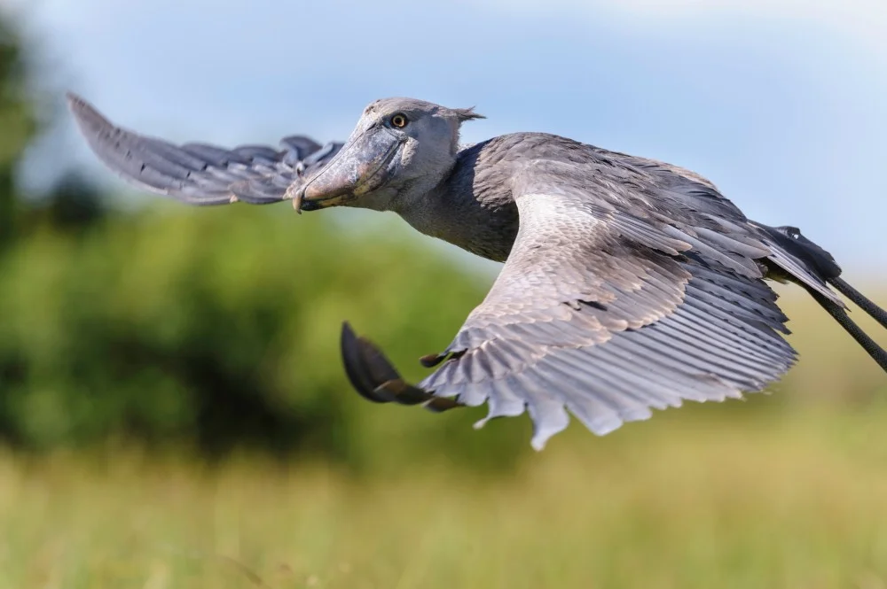 Shoebill flying gracefully above Uganda's wetlands against clear morning skies with outstretched wings.