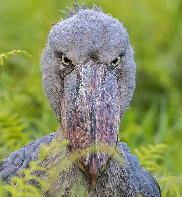 What a Prehistoric Bird Taught Me About Stillness