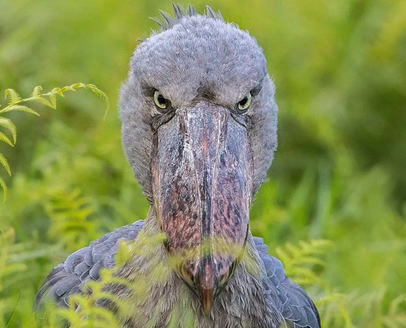 Shoebill-prehistoric-bird What a Prehistoric Bird Taught Me About Stillness