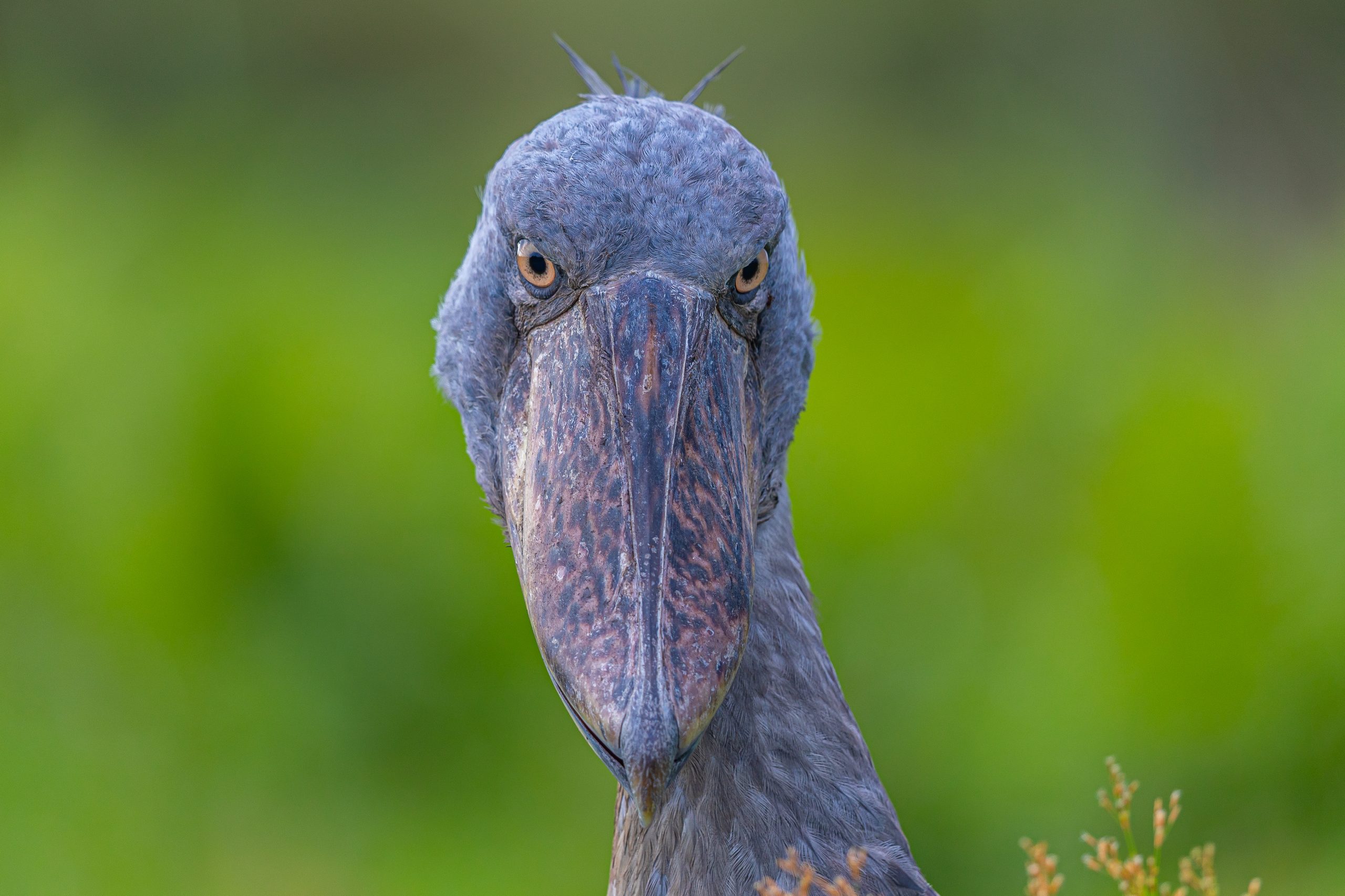 East Africa Birding on a Budget: Tips for Every Traveler