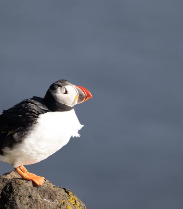 Storytelling Through Bird Photography: Lessons from the Field